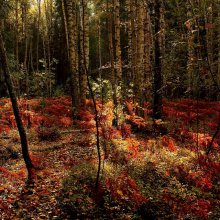 When the blaze ferns ... / ***********