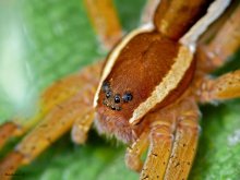 Hunter limbic / Dolovedes fimbriatus
