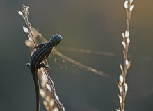 Spider, come out! Come out, sneaking coward! / ***