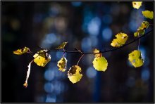 What is the fall color 12 / ***