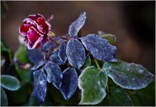 First Frost ..... / ***