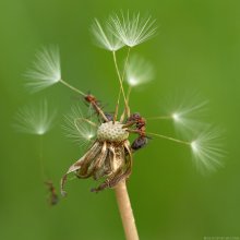 Paratroopers / http://bolucevschi.com/