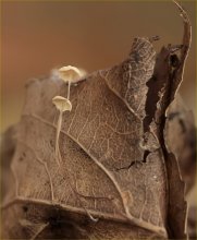 Nebula view ... / ***