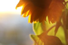 Sunflower. / http://katya1441.livejournal.com/