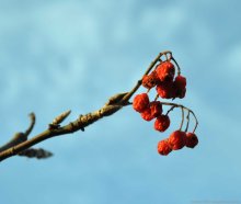 Red berries / ***