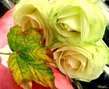 Autumn / ***
