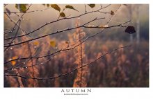 Autumn / ***