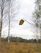 Autumn leaf / ***