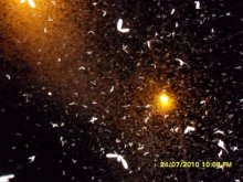 Moths / ***