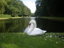 Swan / ***