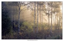 Misty dawn. / ***