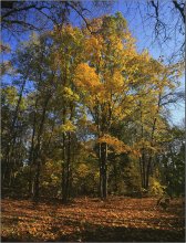 Autumn colors ... / **************