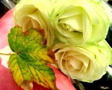 Autumn / ***