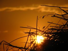 Usynaya in a haystack ... / ***