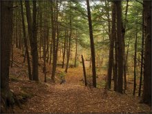 mysterious forest canopy .. / ***