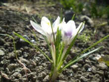 Spring / ***