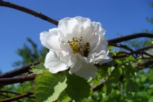 Rosa &quot;twine&quot; / ***