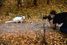 Kicks, kitty, kitty, tell me - &quot;Chi-i-and-out&quot; or &quot;You take off, take off my photographer № 2&quot; / ***