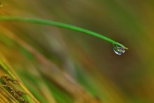 Dewdrop / ***