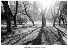 Autumn in black and white. / ***