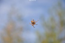 Morning in the Forest - spider / ***
