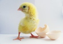 Chick? / /\/\/\/\