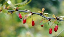 autumn berries / ***