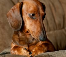 Dachshund in Thoughts / ***
