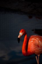 Flamingo / ***