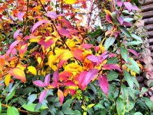 The color Fall / ***