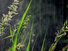 grass in the rain / .........