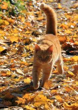 Autumn walk / ***