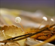 Soundlessness ... / ***