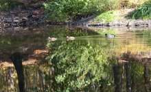 Reflections in the water: wild ducks. / ***