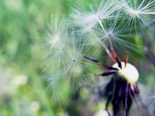 dandelion / ***