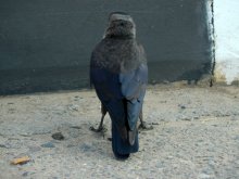 Posture of confidence / ***