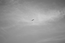 Lonely bird / *****