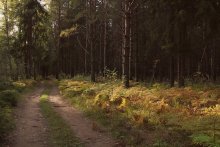 On a forest road / **************