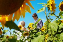 Sunflowers / wedding
