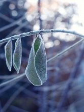 ... Burning cold .... / ***