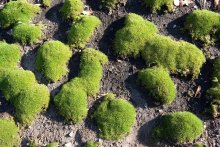 Moss on lawn / ***