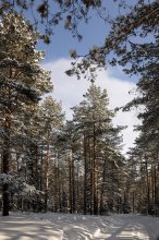 winter forest / -----