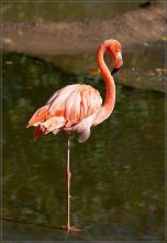 Pink Flamingo / ***