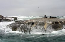 South Africa № 6 Island seals / **********