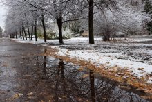 First snow, the last leaves / ***