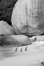South Africa № 7 marching penguins in a row / *****