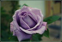 Lilac / .....