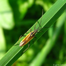 Bedbug slepnyak / ***