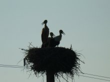 Storks-shadow / ***