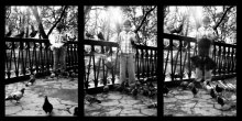 Boy and Doves. Triptych. / ***